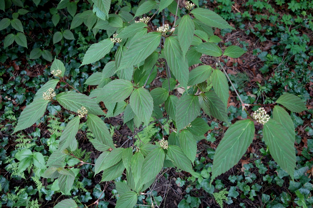 Leaves and flowers