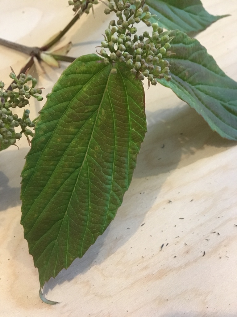 Leaf closeup