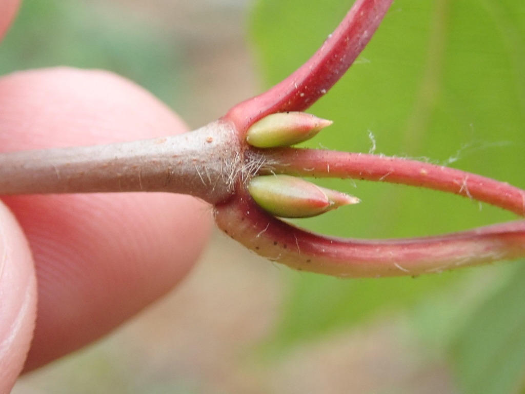 Stem and buds