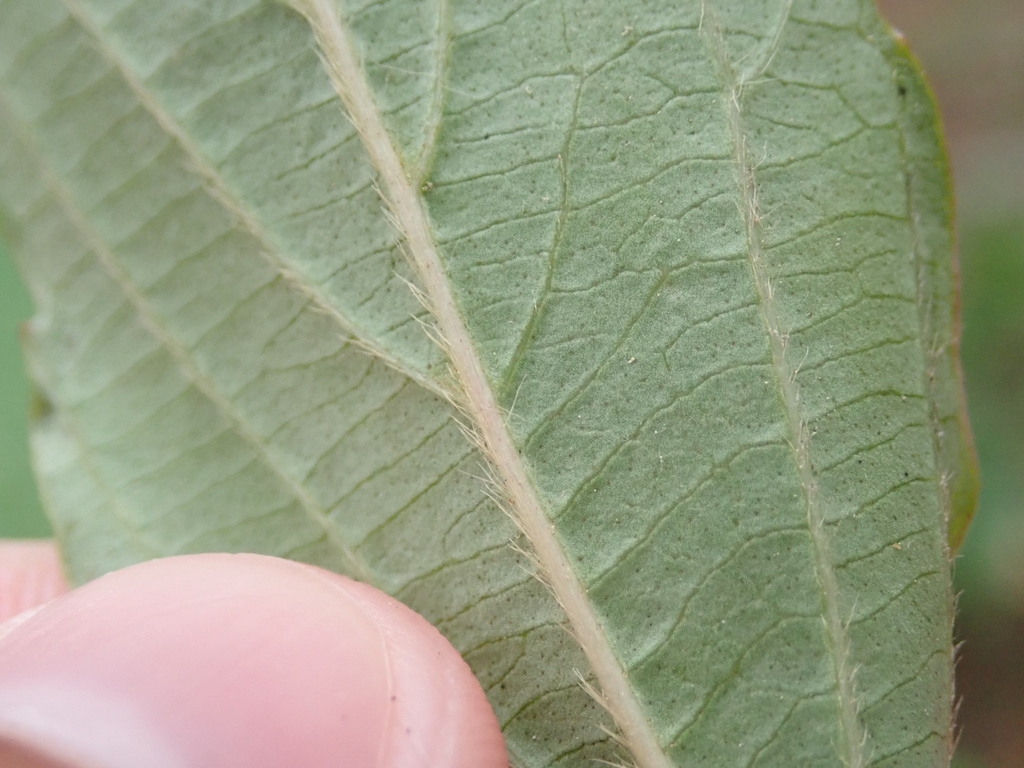 Underside of leaf