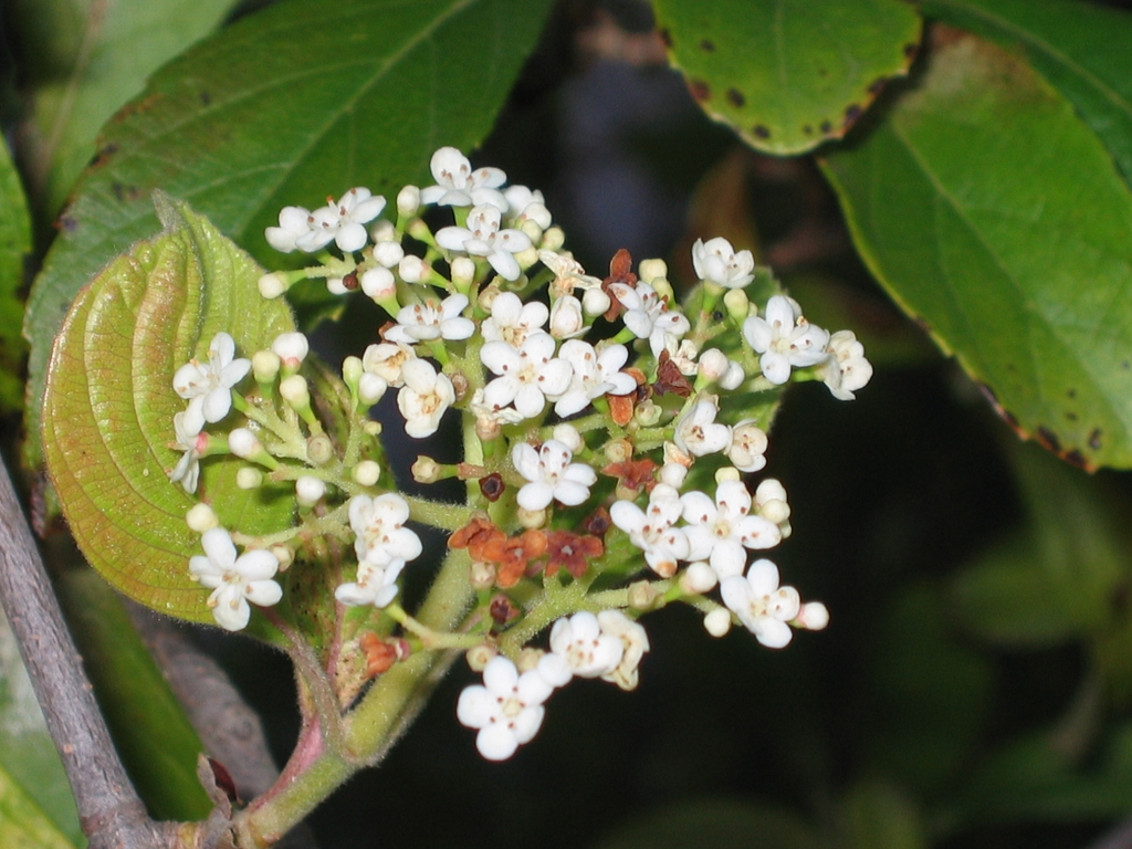Viburnum sieboldii