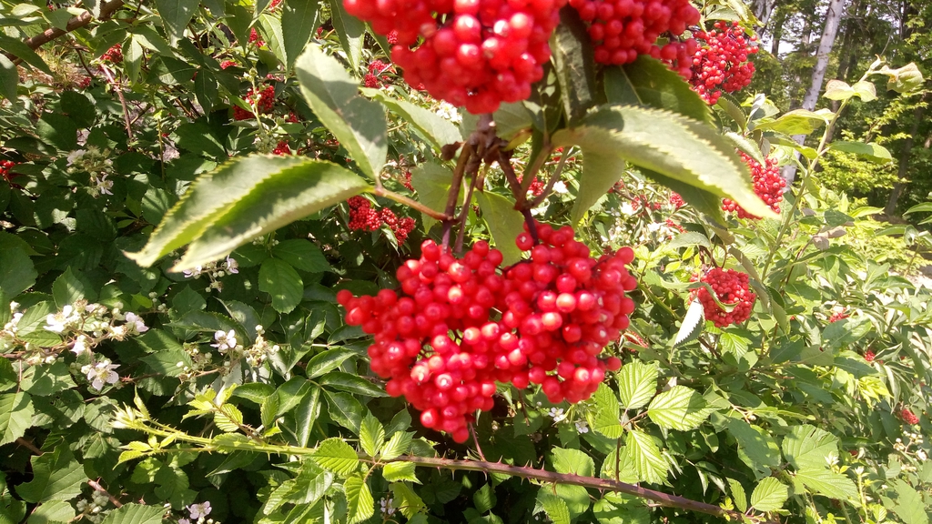 Viburnum sieboldii