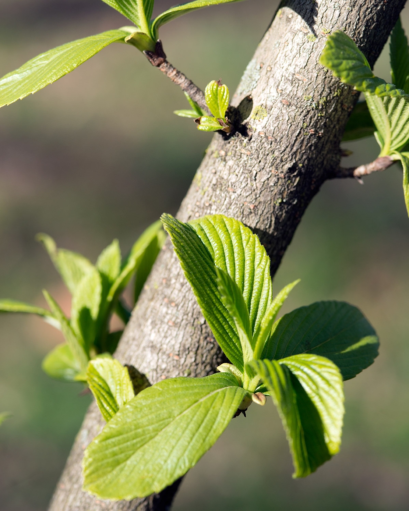 Viburnum sieboldii