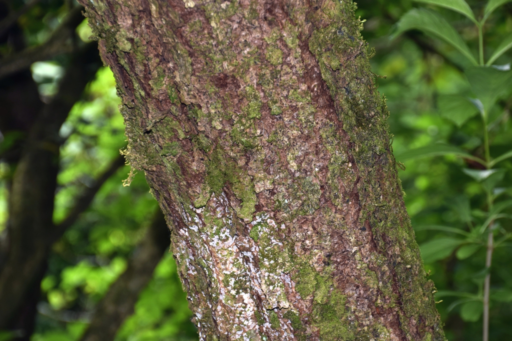 Bark