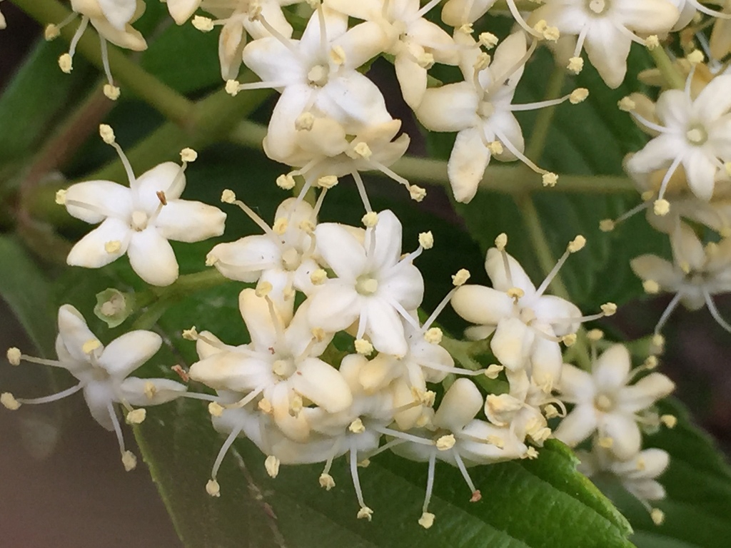 Close up of flower