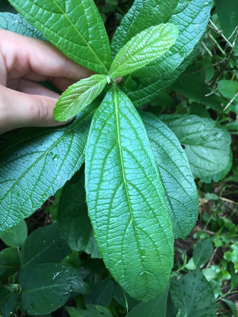 Leaves