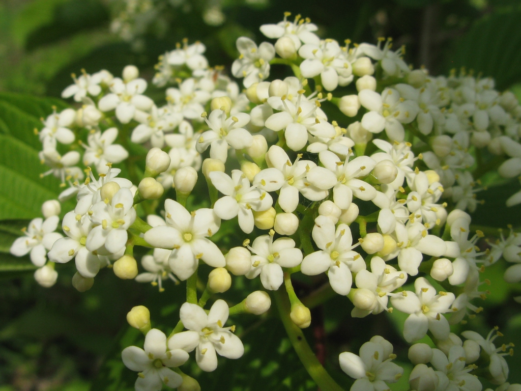 Viburnum sieboldii