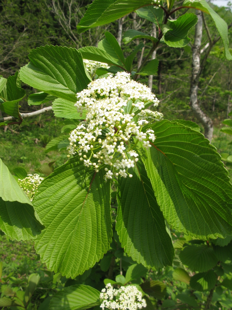 Viburnum sieboldii
