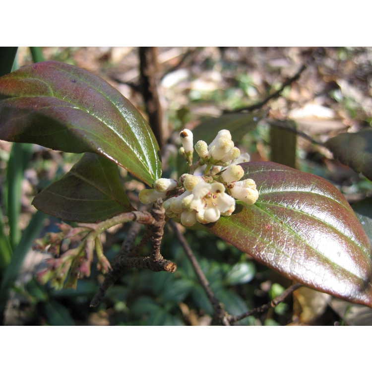 Leaves in March