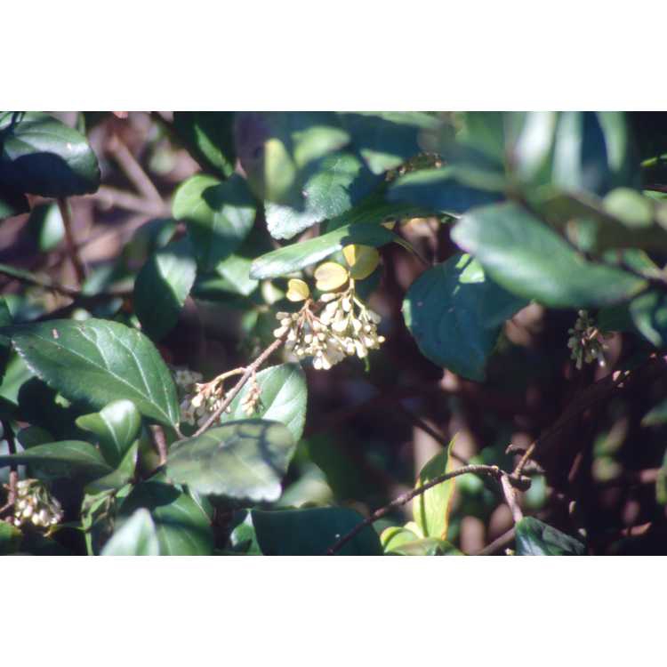 Leaves