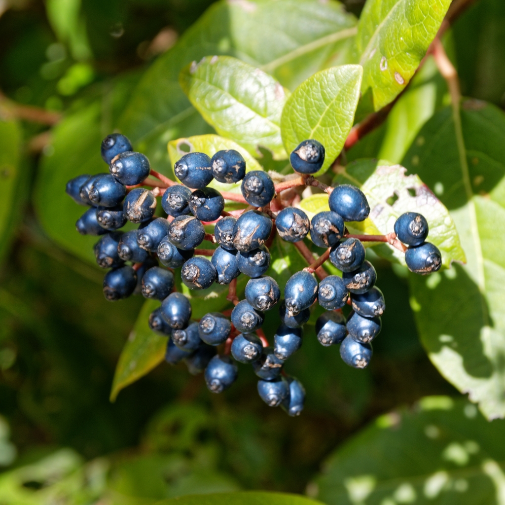 Cluster of purple round drupes