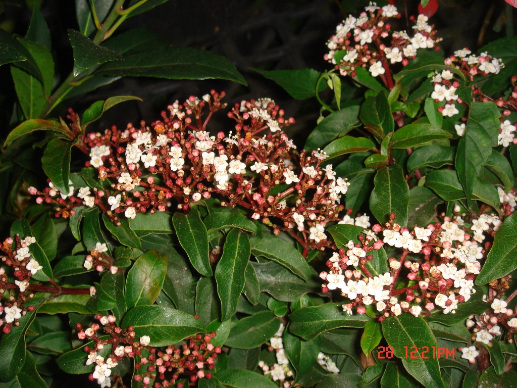 Viburnum tinus