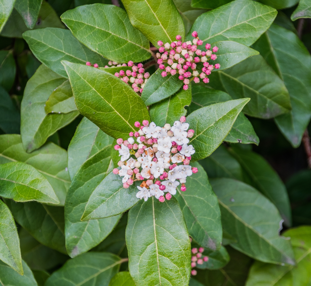 Viburnum tinus