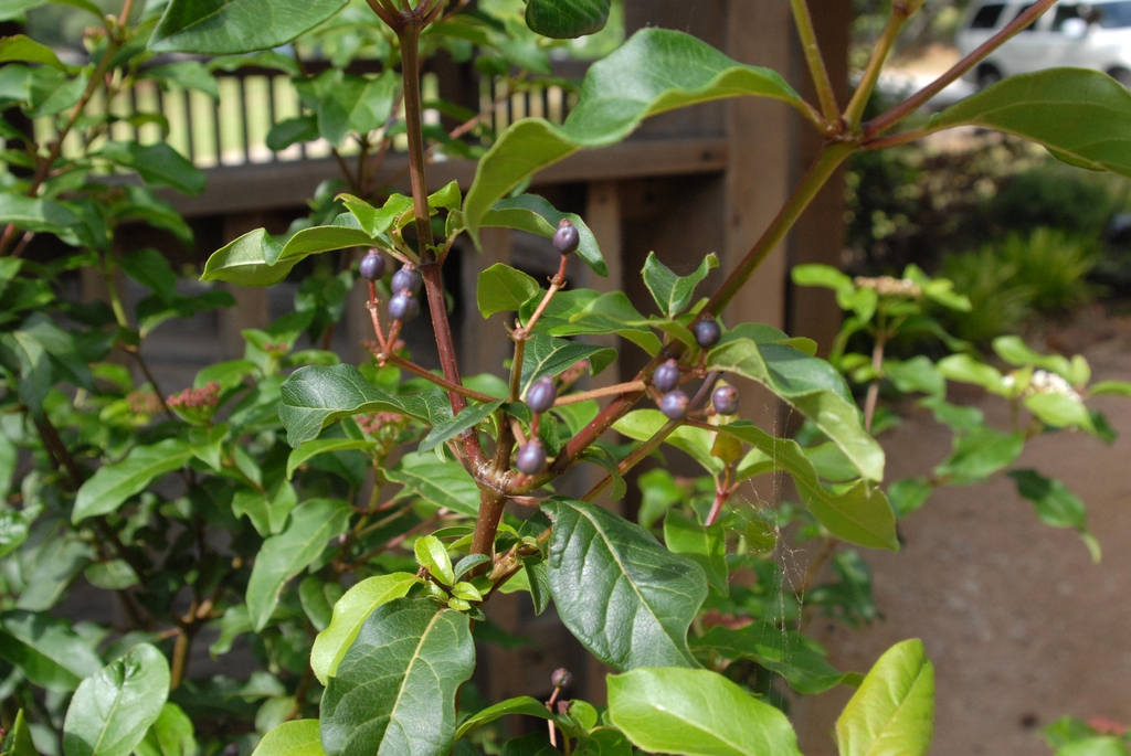 Clusters of metallic blue-black fruits.