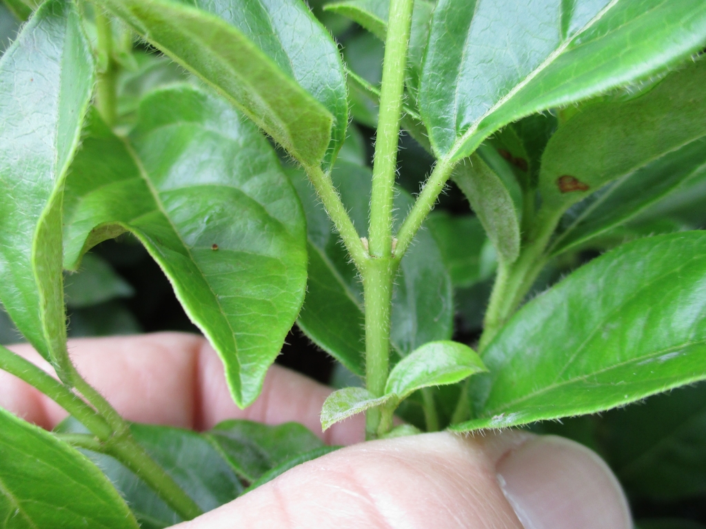 Pubescence on stem and leaf edge