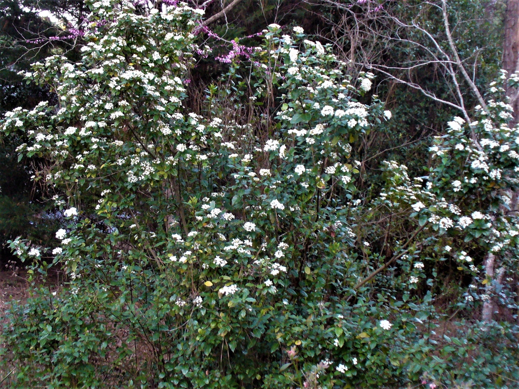 Form (early spring) Moore County, NC