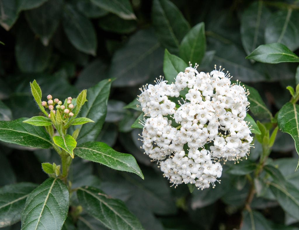 Cluster of white flowers, round buds and glossy leaves