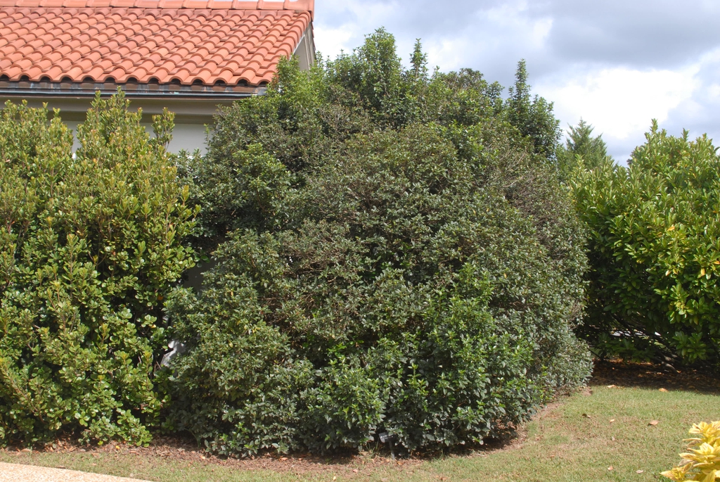 Viburnum tinus