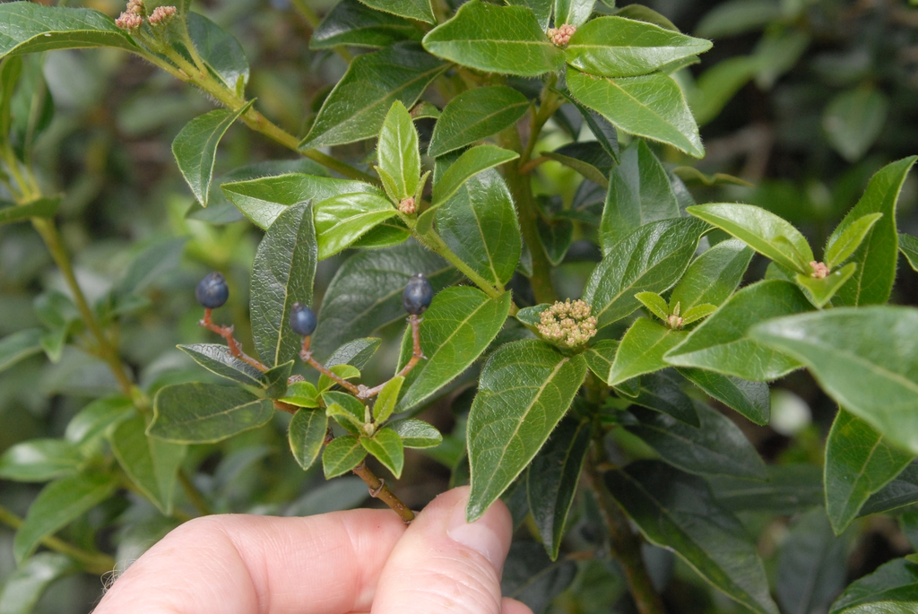 Viburnum tinus