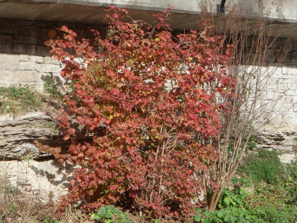 Fall Color Form
