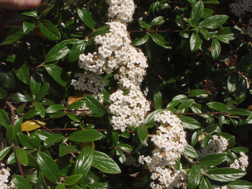 'Conoy' Flower and Leaf