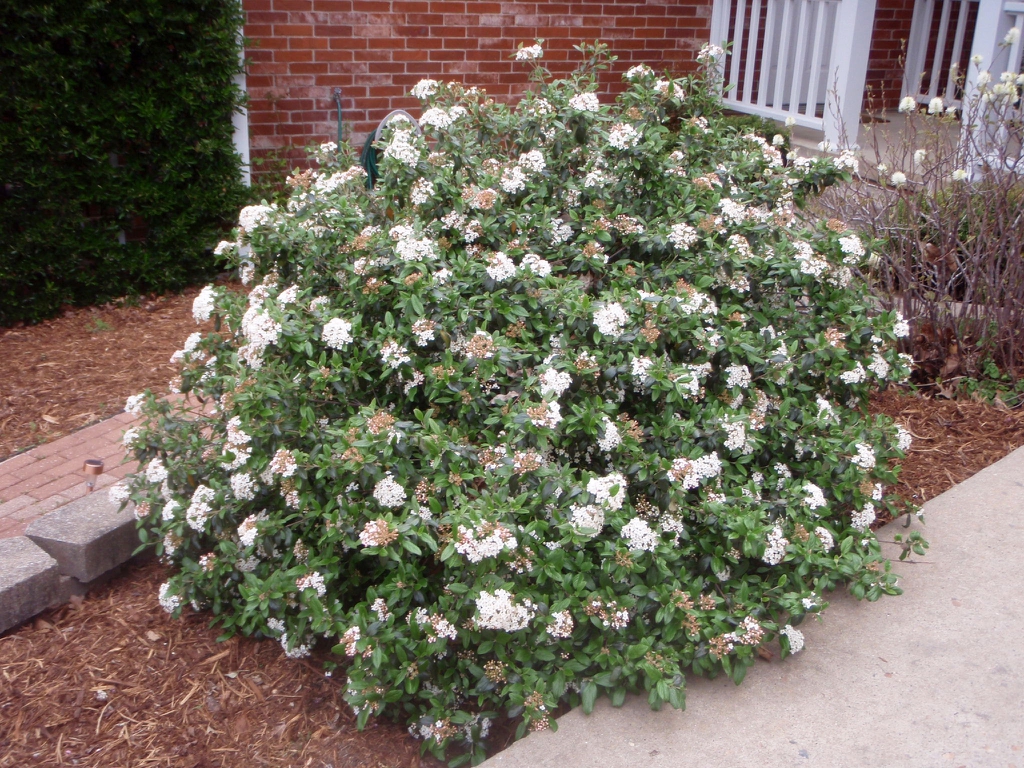 Flower Form