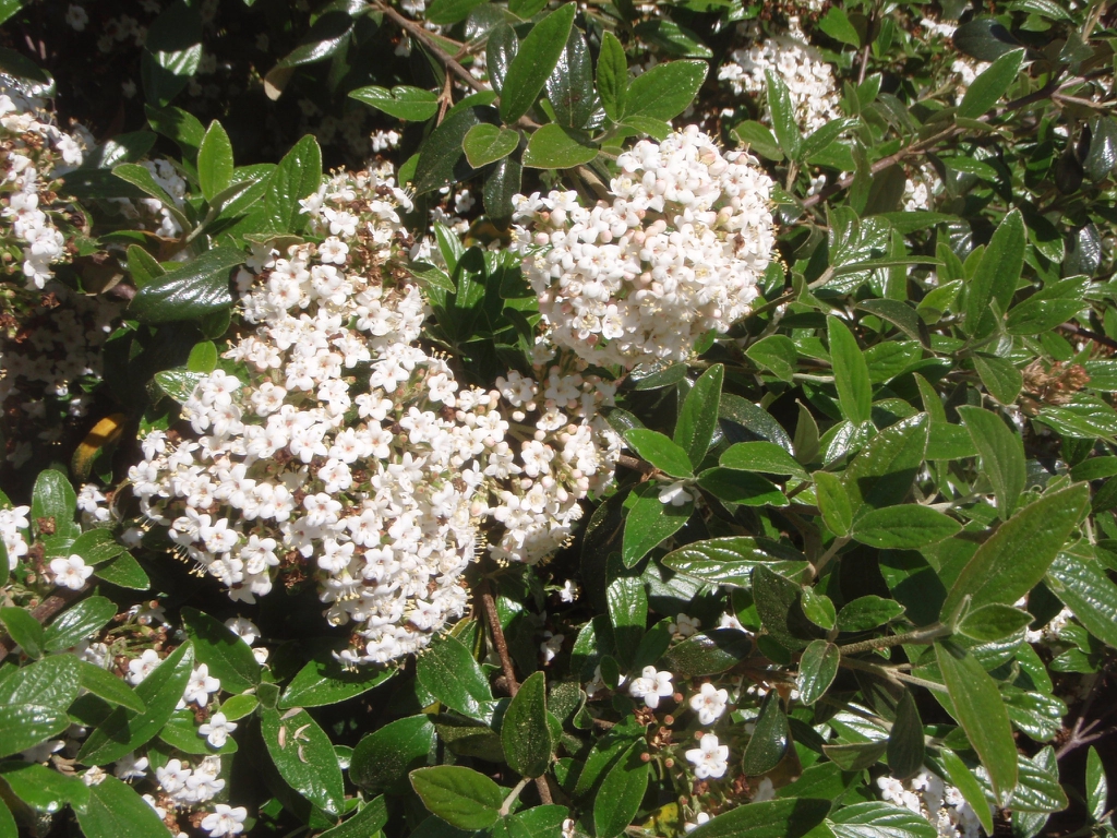 Flower and Leaves
