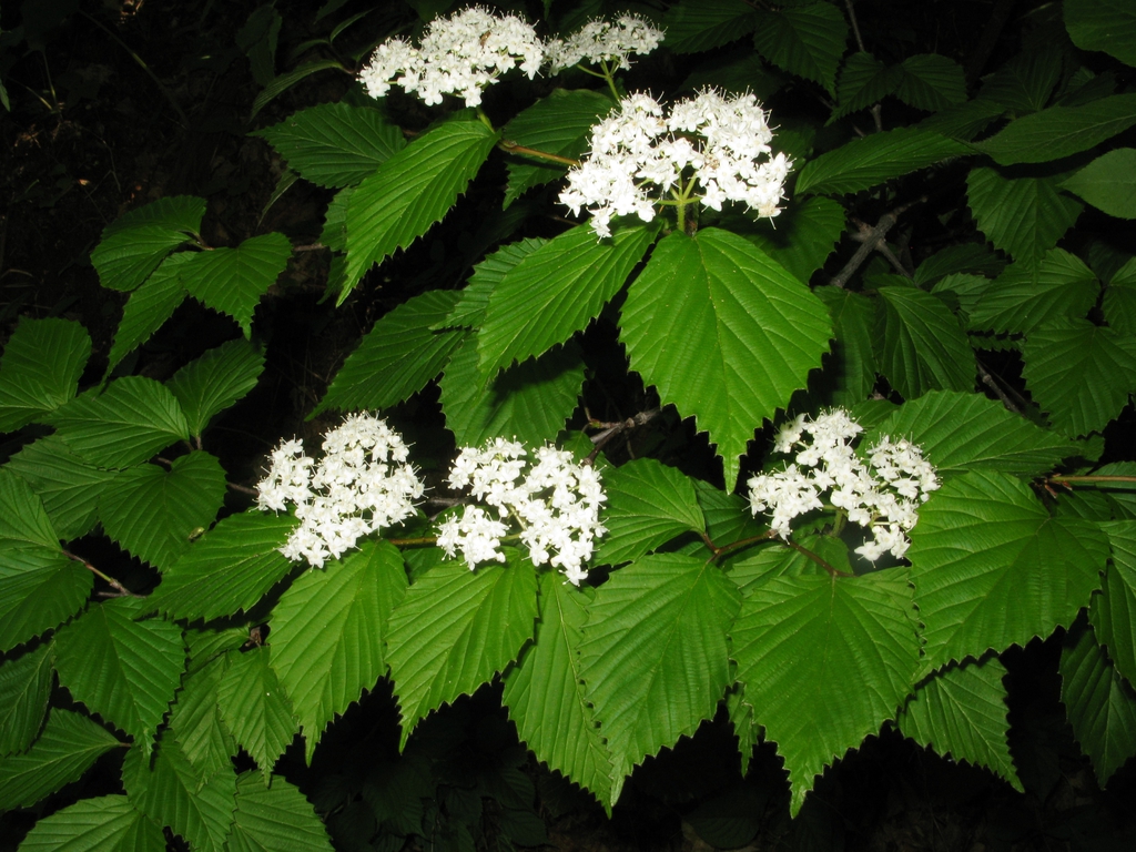 Viburnum wrightii