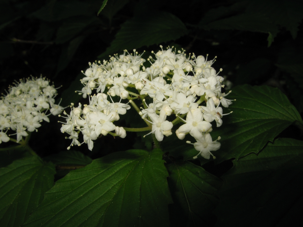 Viburnum wrightii