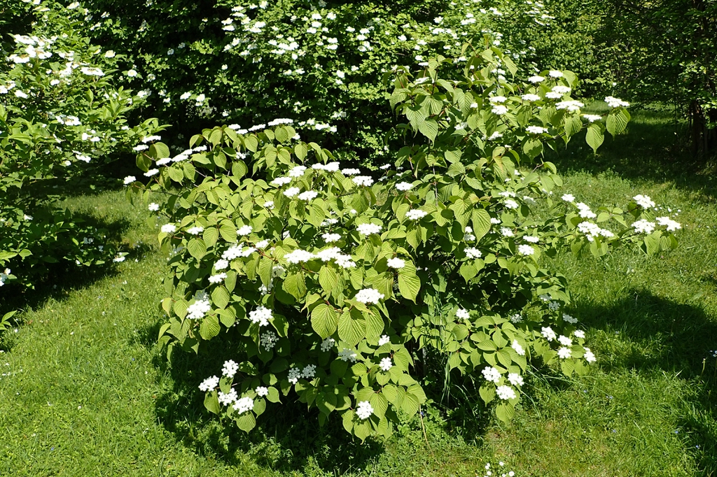 Form in bloom