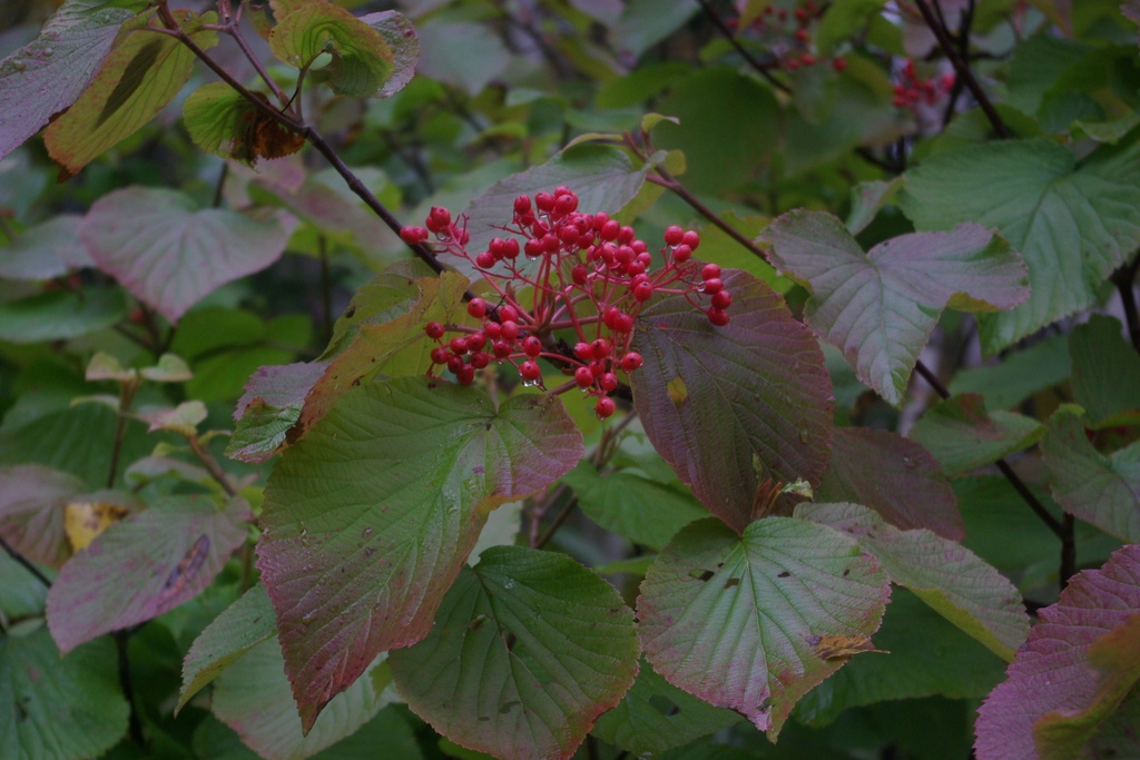 Fruit