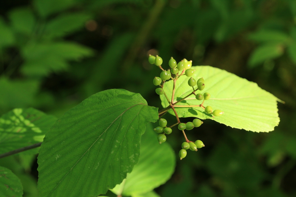 Immature fruit