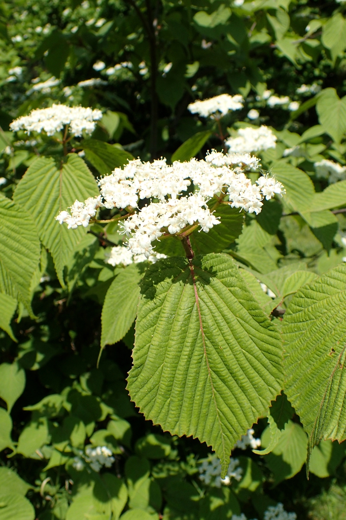 Leaves and flowers