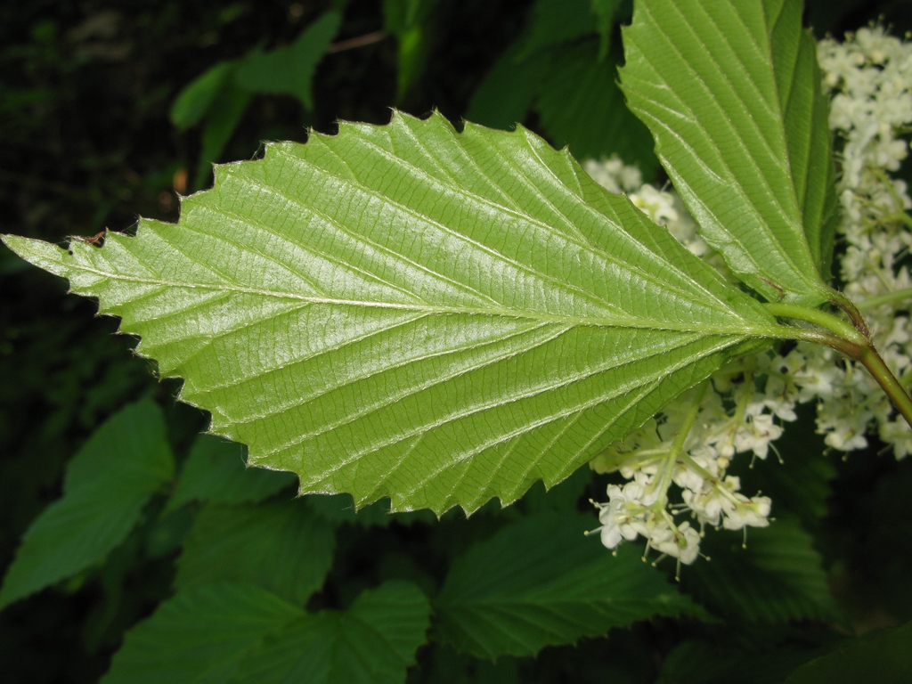 Underside of leaf