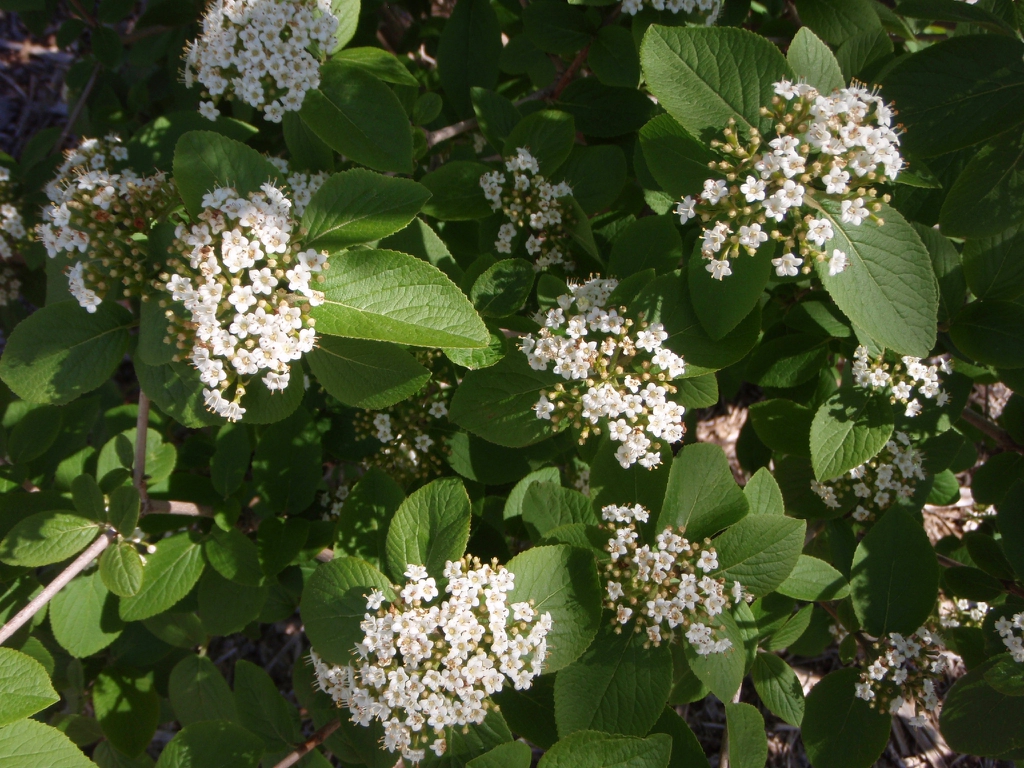 Viburnum 'Emerald Triumph'