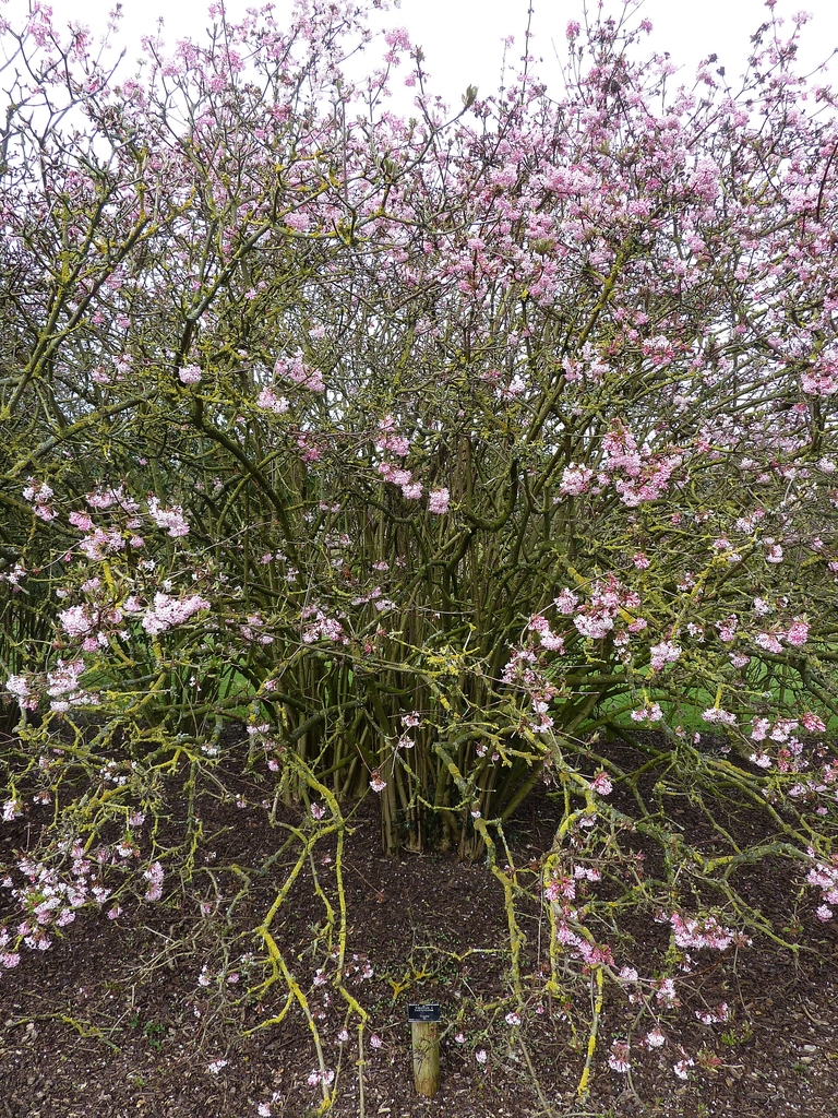 Form of 'Dawn in bloom with pink flowers