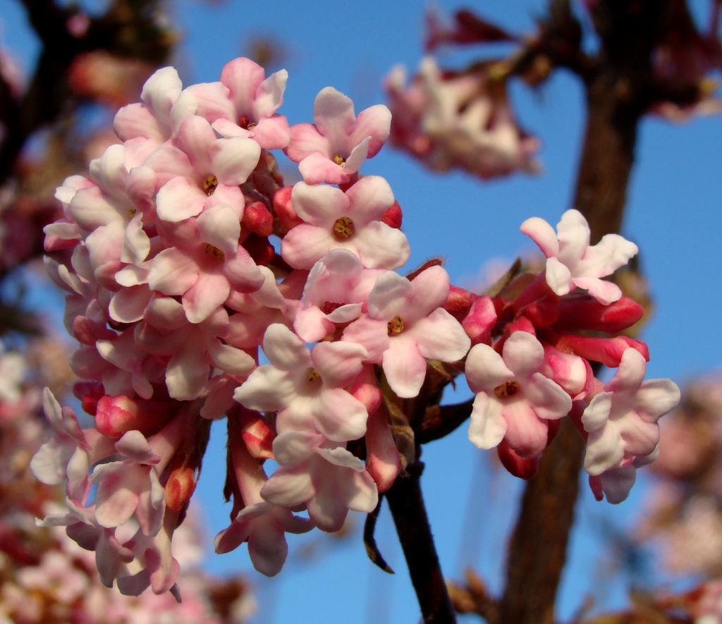 Cluster of pink flowers