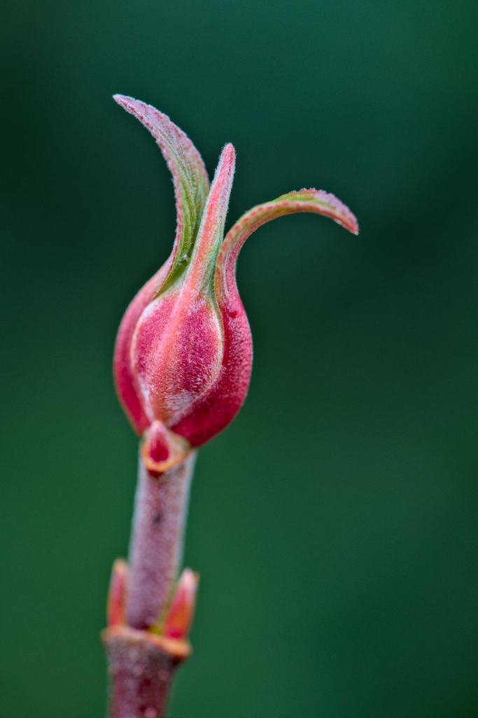 Pink flower bud