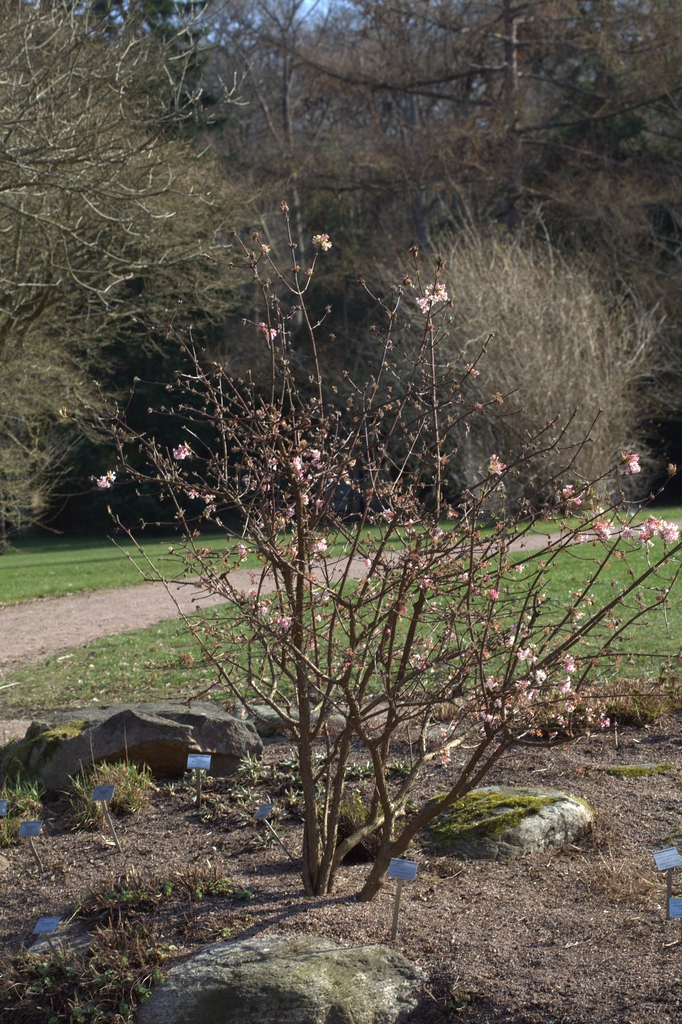 Form of 'Dawn'