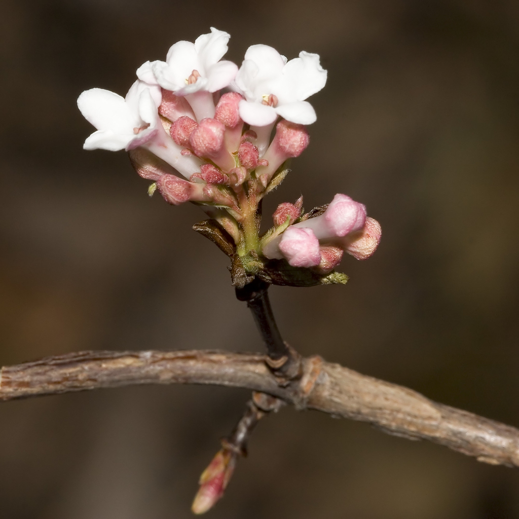 Flower detail