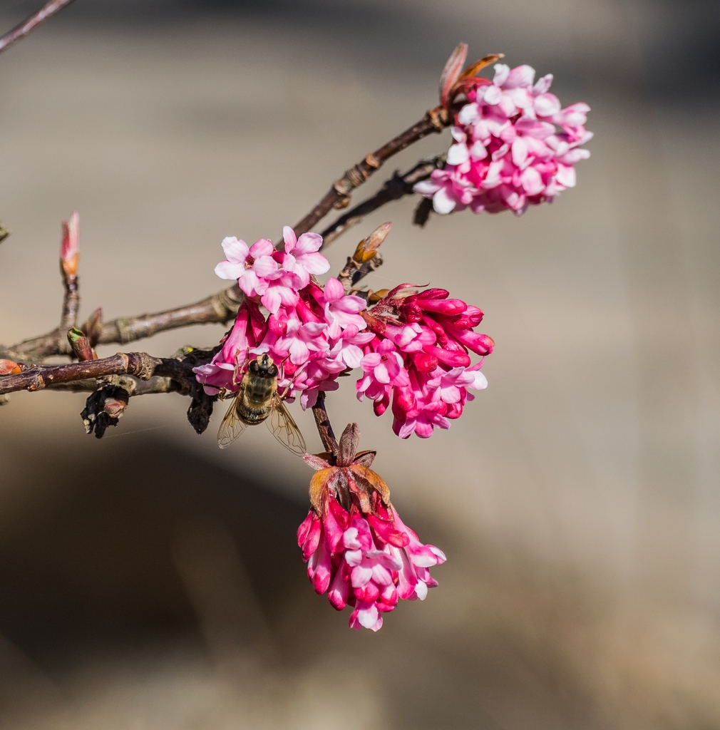 Flower detail