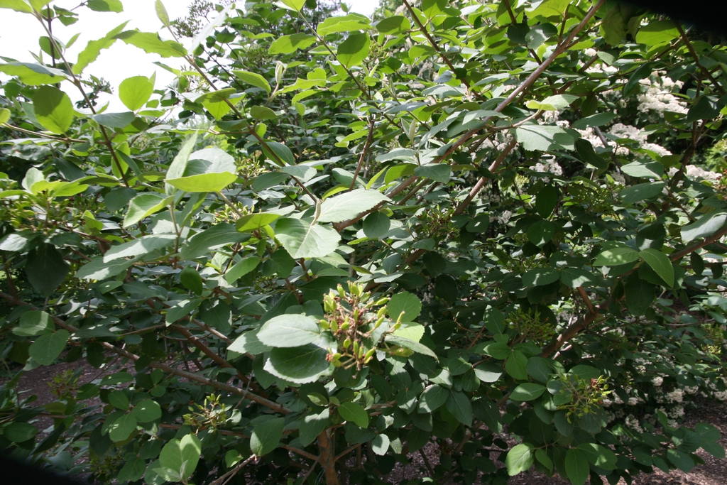 Leaves