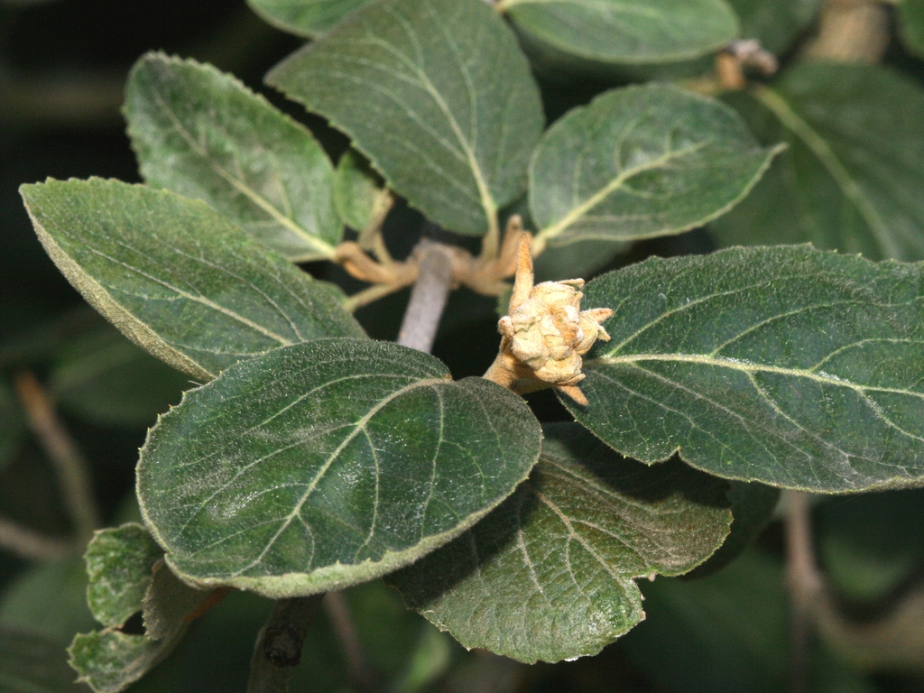 Leaves