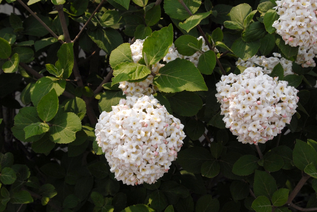 Flower and Leaf