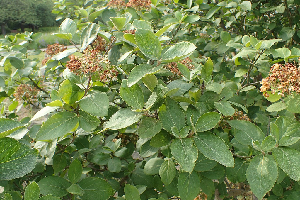 Form