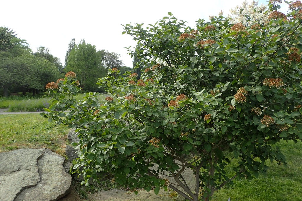 Viburnum x carlcephalum