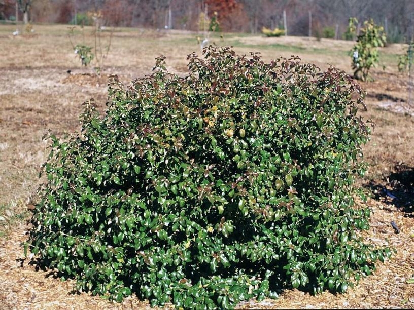 Viburnum x carlcephalum 'Chesapeake'