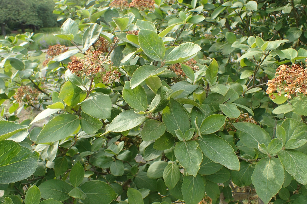 Viburnum x carlcephalum
