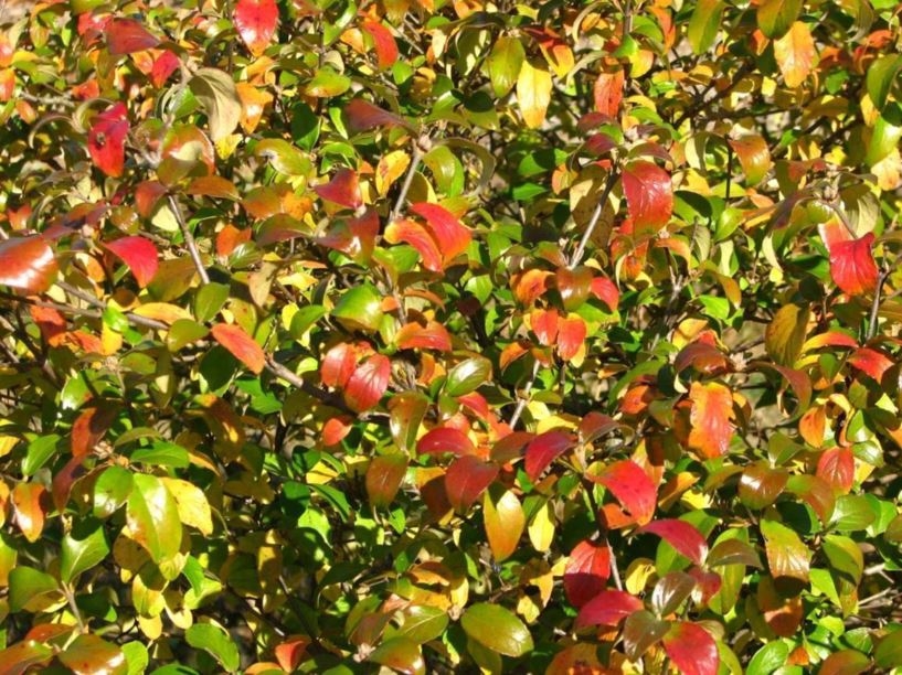 Viburnum x carlcephalum 'Chesapeake'