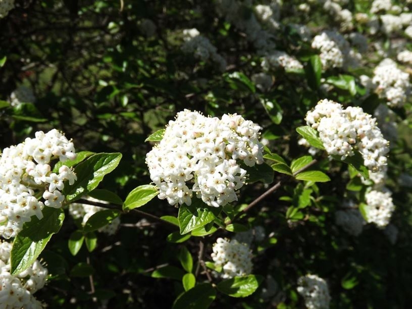 Viburnum x carlcephalum 'Chesapeake'